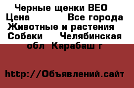 Черные щенки ВЕО › Цена ­ 5 000 - Все города Животные и растения » Собаки   . Челябинская обл.,Карабаш г.